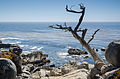 19 Dead Cypress at 17-Mile Drive 2013 uploaded by Tuxyso, nominated by Tuxyso