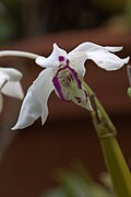 Dendrobium rhodostictum