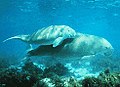 ジュゴン Dugong dugon （ジュゴン科）