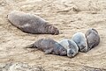 Image 105Northern elephant seals in Ano Nuevo, California