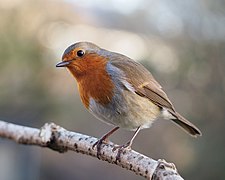 Erithacus rubecula with cocked head