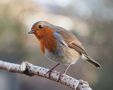 European robin, by Baresi franco