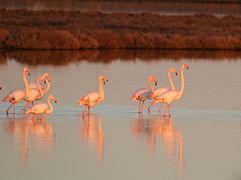 Flamingos in lake Vistonis.jpg