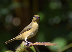 Flickr - Dario Sanches - COLEIRINHO fêmea (Sporophila caerulescens) (1).jpg