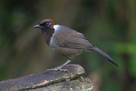 White-necked laughingthrush, by JJ Harrison