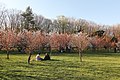 Cireși în Grădina Japoneză din Parcul Herăstrău din București.