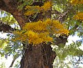 Miniatura para Grevillea robusta