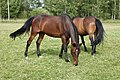 * Nomination: Bay Finnhorse and Standardbred horses grazing on summer pasture. -- Pitke 17:14, 26 July 2010 (UTC) * * Review needed