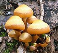 Chapeau bicolore Kuehneromyces mutabilis (spécimens jeunes)