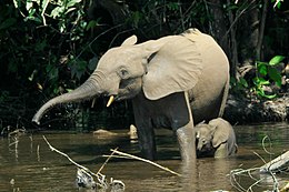 Afrikinis miškinis dramblys (Loxodonta cyclotis)