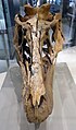 Photo of a skull in a glass case viewed from the front