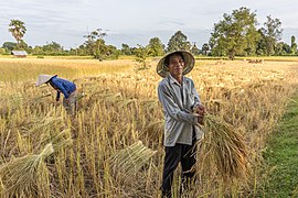 Man harvesting rice in Don Det, Laos.jpg