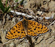 Melitaea trivia