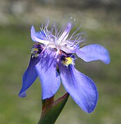 Moraea lugubris