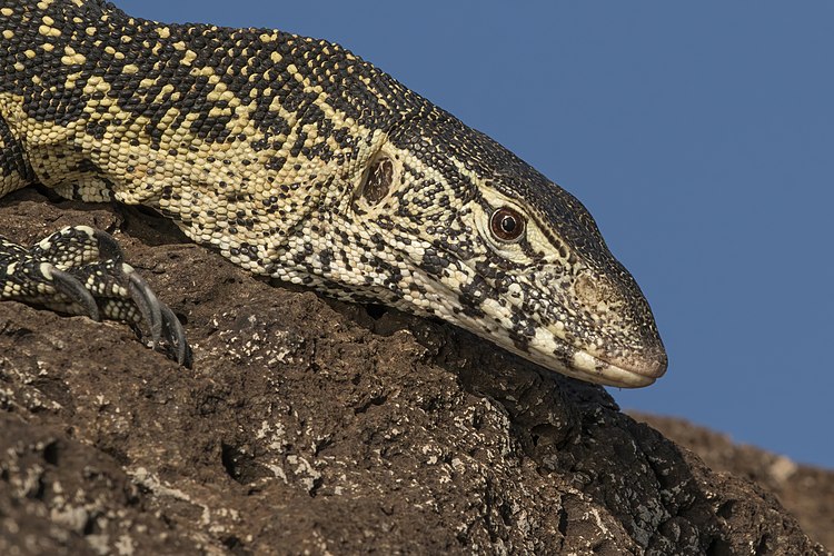 Нильский варан (Varanus niloticus)