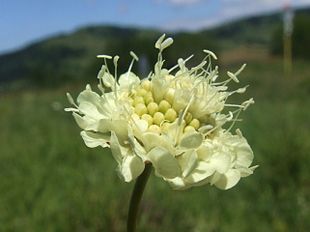 Gul skabiose (Scabiosa ochroleuca) Foto: Jerzy Opioła