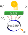 中文（简体）