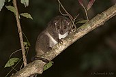 Southern brown cuscus