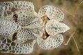 Tinginae, Tingini: Corytucha ciliata, le Tigre du platane, Belgique