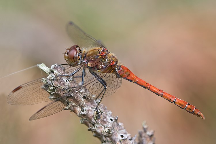 Самец стрекозы исчерченной (Sympetrum striolatum)