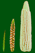 From Teosinte to corn
