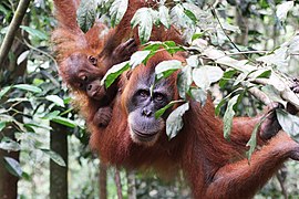 Yuli Seperi Orangutan TNGL-1.jpg