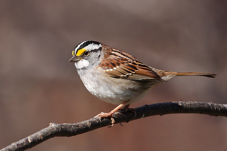 Белошейная зонотрихия (Zonotrichia albicollis)