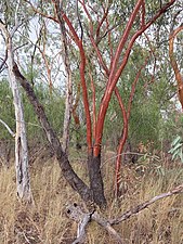 Eucalyptus ochrophloia - yapunyah