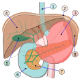 Òrgans implicats en la digestió (1.Esòfag 2.Diafragma 3.Estómac 4.Fetge 5.Vesícula biliar 6.Duodè 7.Pàncrees 8.Melsa)