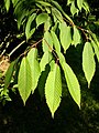 Listi Acer carpinifolium