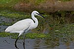 Thumbnail for File:Aigrette garzette lac de Tunis024.jpg