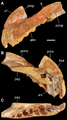 PIN 1100/55, the holotype left premaxilla