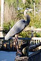 Vogelart in einem Alligatorpark