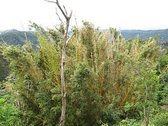 Bamboo in Ahuachapán (ledpup).jpg