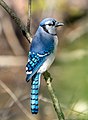 Shiri ye ruvara ungu, Blujeyi (Blue jay)