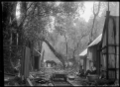 Bush scene, with bush tramway line