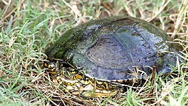 Trachemys adiutrix