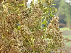 Chenopodium quinoa Quinua