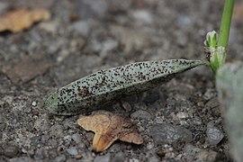 Common Knotgrass (31298595508).jpg