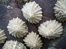 Espécimes de Patella vulgata numa rocha em Gales