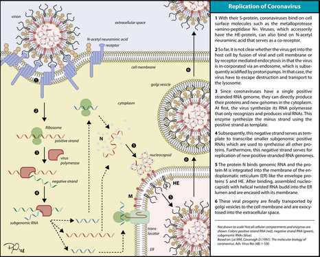 Replicació d'un coronavirus