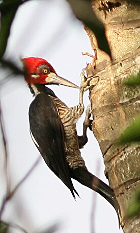 Tulikärki (Campephilus melanoleucos)