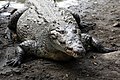 Amerikan timsahı (Crocodylus acutus)