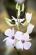 Dendrobium fytchianum