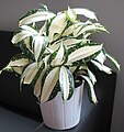 Dracaena surculosa ‘Milky Way’