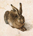 A Young hare (Hase) label QS:Len,"A Young hare (Hase)" label QS:Lpl,"Młody zając" 1502, Vienna, Albertina