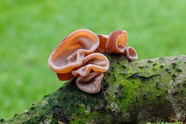 Auricularia auricula-judae, un Auriculariales