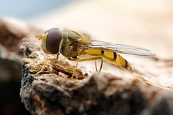 Episyrphus balteatus (von Richard Bartz)