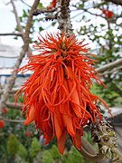 Erythrina abyssinica