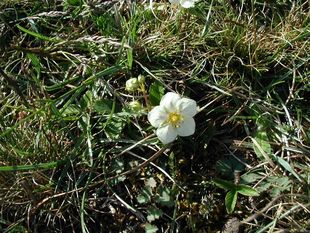 Bakkejordbær på en naturlig biotop. Öland 2002.